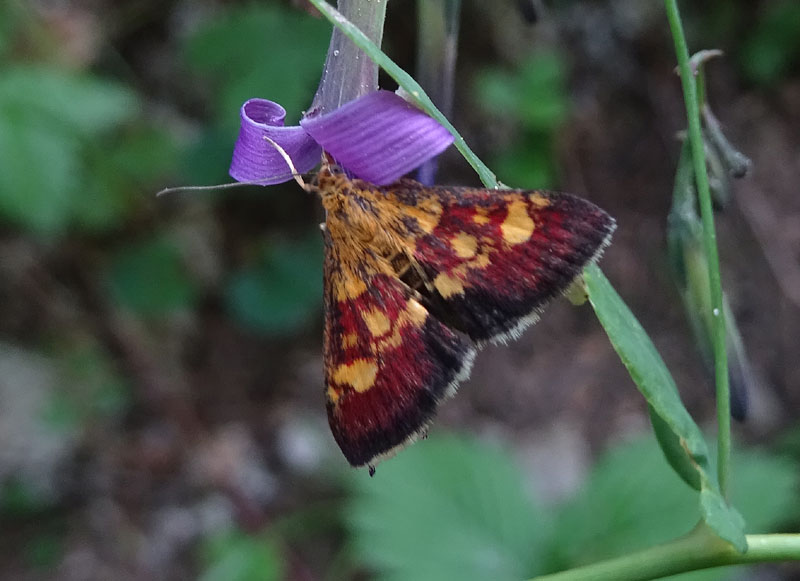 Purpuralis? No, Pyrausta falcatalis, Crambidae